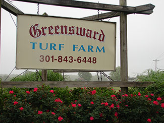 Maryland turf sod n