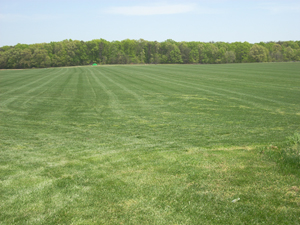 So MD residential sod