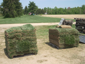 Maryland turf sod