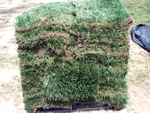 Waldorf Sod